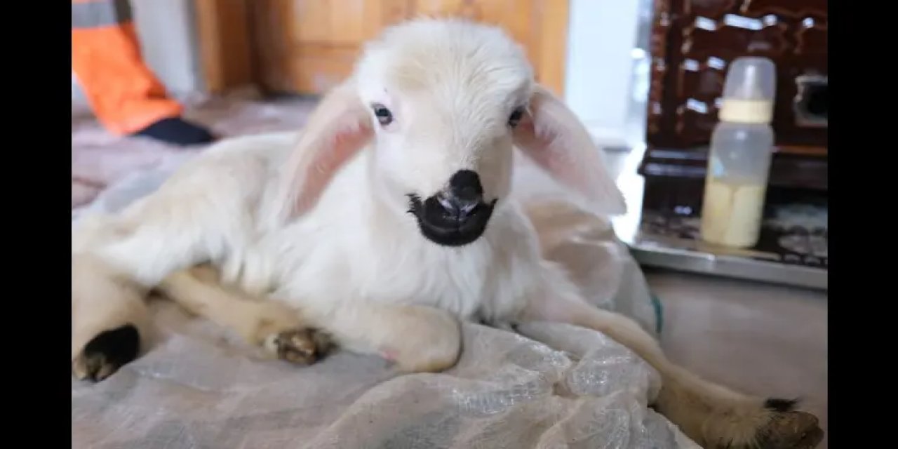 Doğuştan Engelli Kuzu "Pamuk", Hayvanseverin Tasarladığı Yürüteçle Ayağa Kalktı