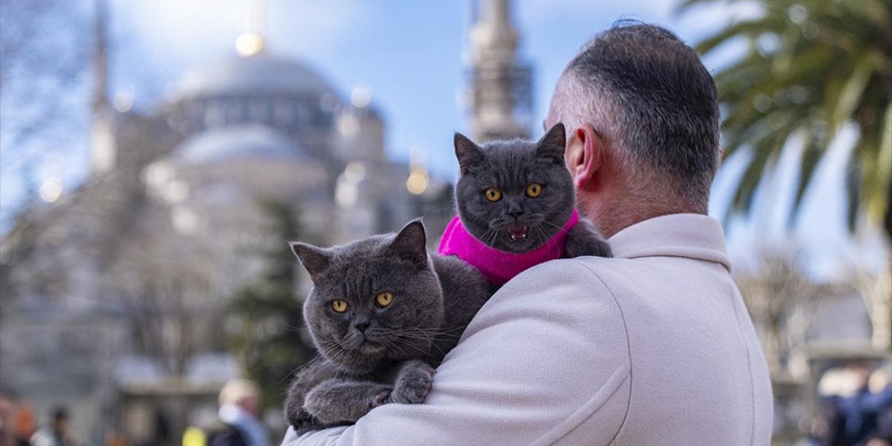 İstanbul'u Gezen Seyyah Kedinin Omuz Macerasına Yavrusu Da Katıldı