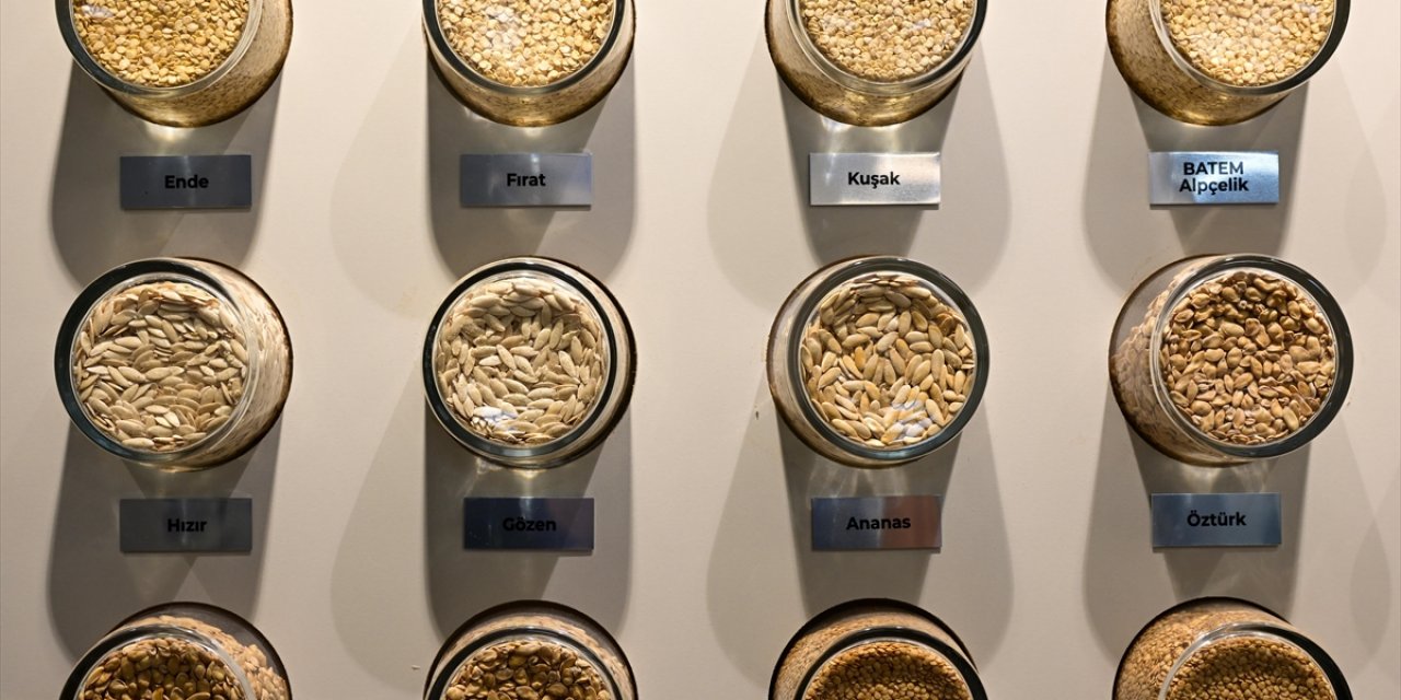 Batem'in Geliştirdiği Sebze Tohumları İhraç Da Ediliyor