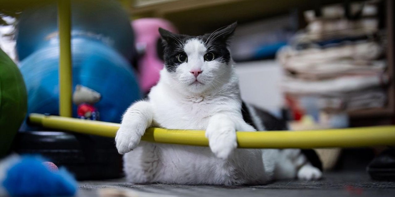 Tartıda Yaklaşık 12 Kiloyu Gören Kedi Boncuk, Diyet ve Pilatesle Zayıflamaya Çalışıyor