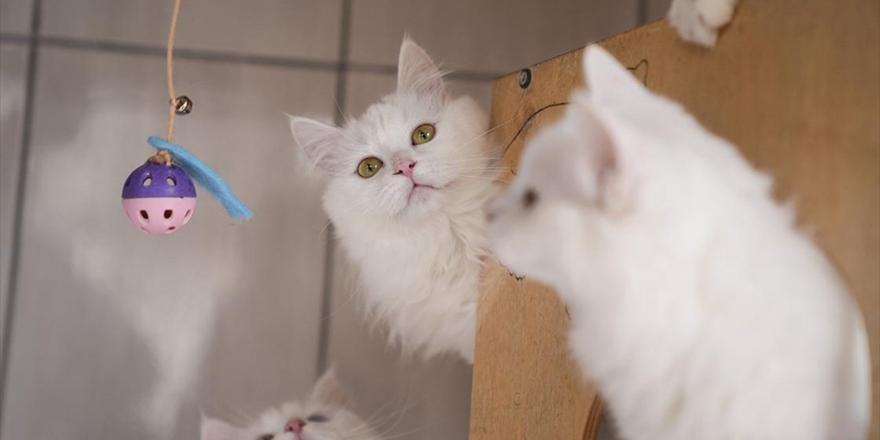 Nesli Risk Altındaki Ankara Kedileri Kendilerine Özel Kedi Evinde Korunuyor