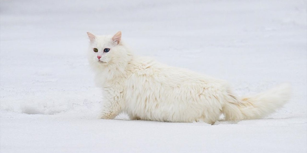 Van'da Hedef Orijinal Van Kedisi Yavru Sayısını Artırmak