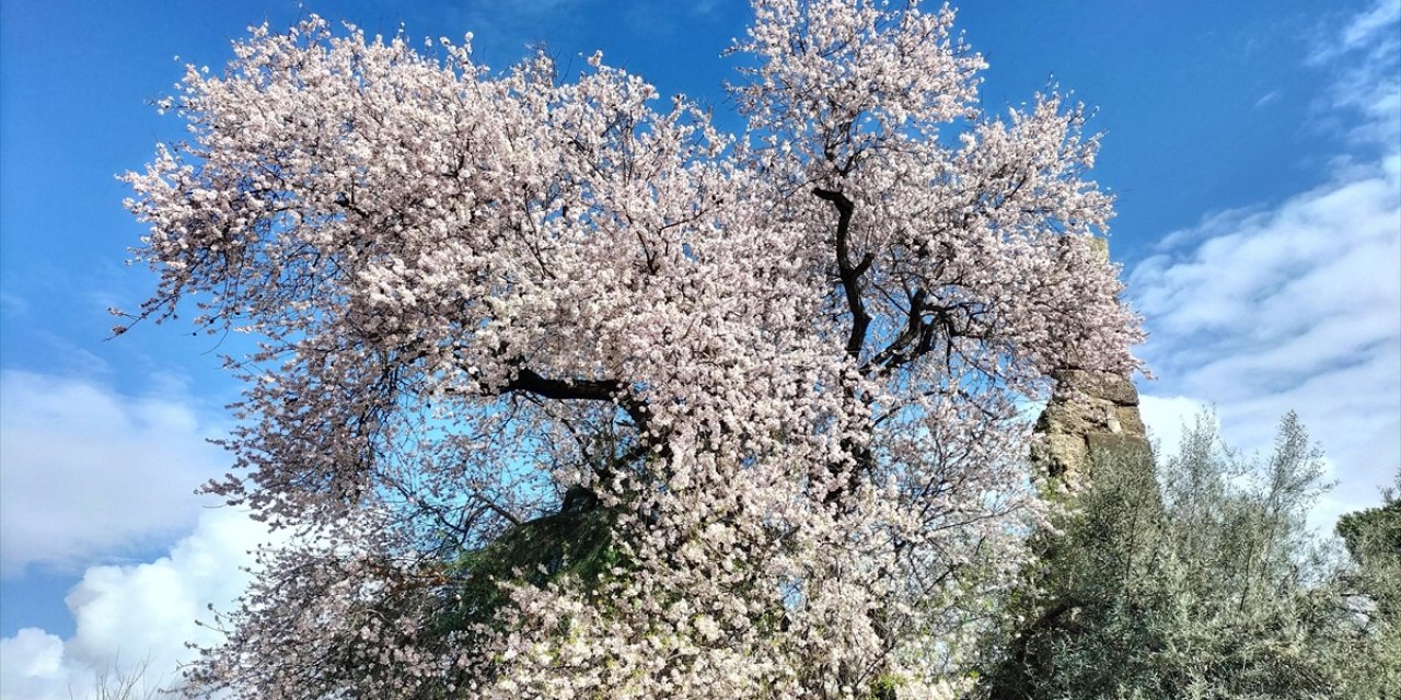 Manavgat'ta Badem Ağaçları Çiçek Açtı