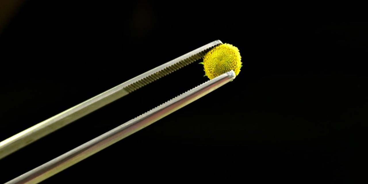 Gastronomi Sektöründe Yenilebilir Çiçeklerin Popülerliği Arttı