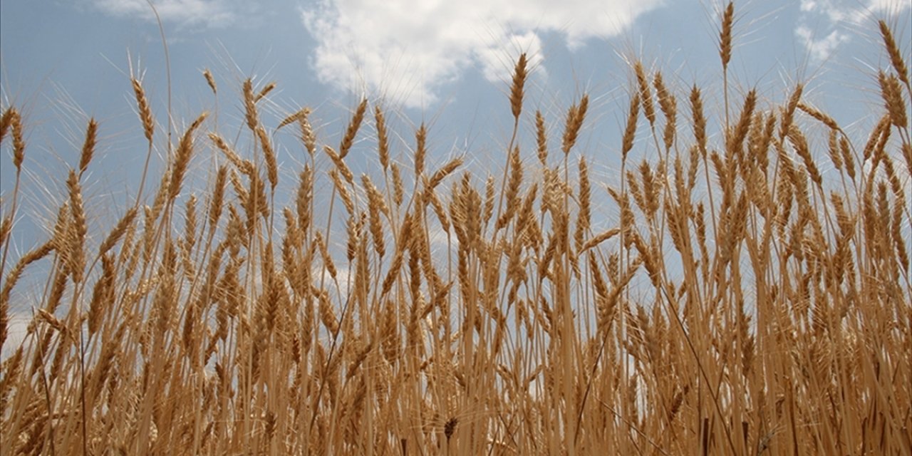 İlkbahar Yağışları Buğday Ve Arpa Rekoltesinde Belirleyici Olacak