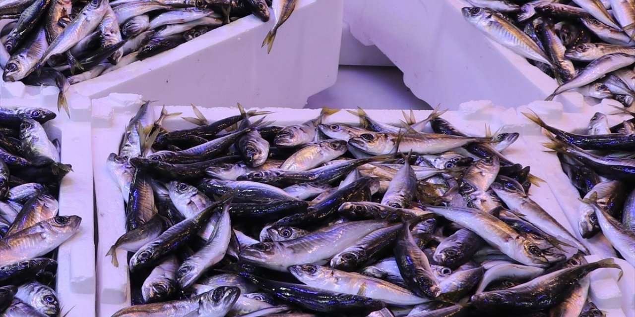 İstanbul'da Ocak Ayında İstavrit Hamsiden Tahtını Aldı