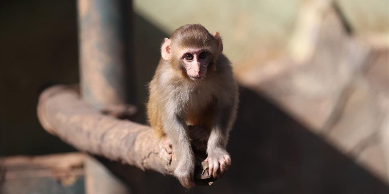 Uyuşturucu Şüphelilerinin Elinden Kurtarılan Maymun Yavrusu, "Yetimler Barınağı"na Yerleştirildi