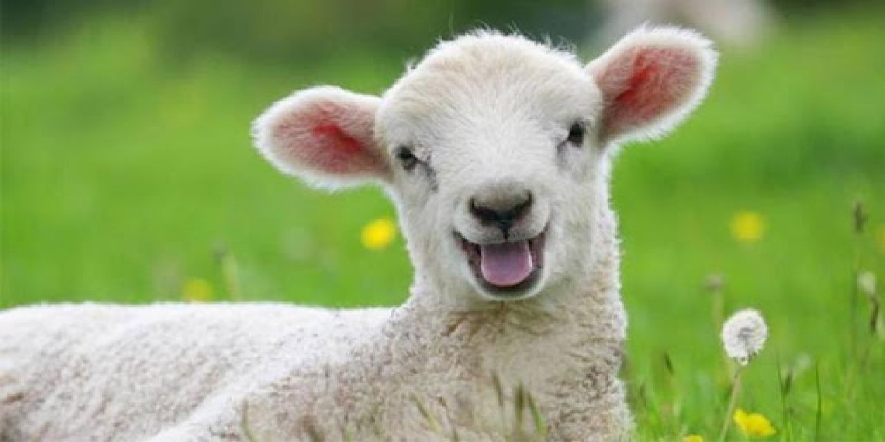 Yanından Ayırmadığı Kuzusunu Parkta Da Misafirliğe De Götürüyor