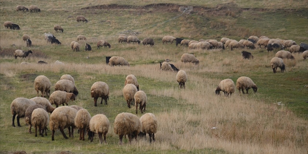 Küçükbaş Hayvancılığa Destek Projesi Yetiştiricilere "Can Suyu" Olacak