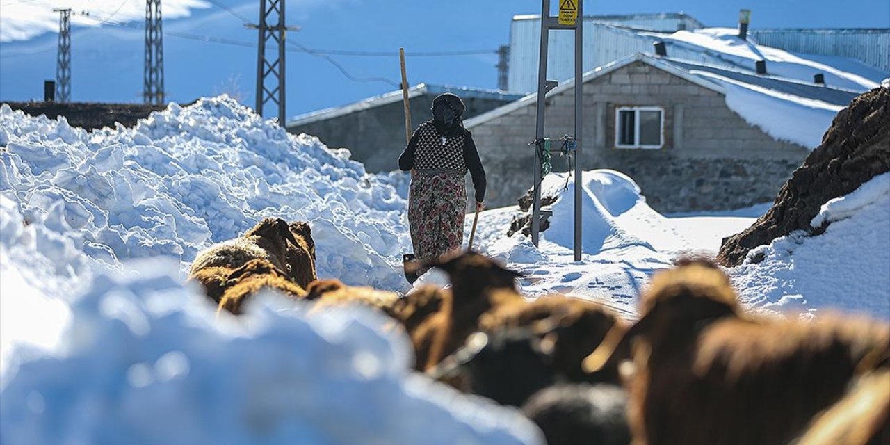 Erzurum'da Besiciler Kar ve Dondurucu Soğukla Mücadele Ediyor