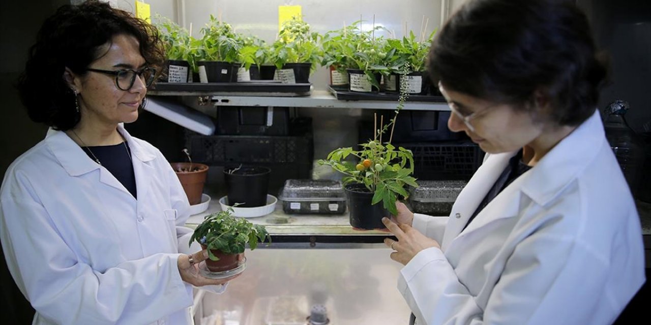 Türk Bilim İnsanları, Ay Ve Mars Regolitleri Benzerinde Domates Yetiştirdi