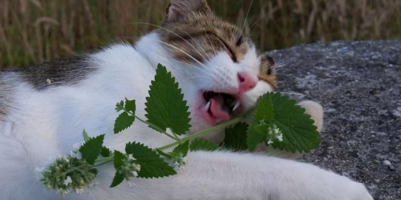 Uzmanlardan Kedi Sahiplerine Uyarı: Bu 5 Gıdayı Kedinize Vermeyin!