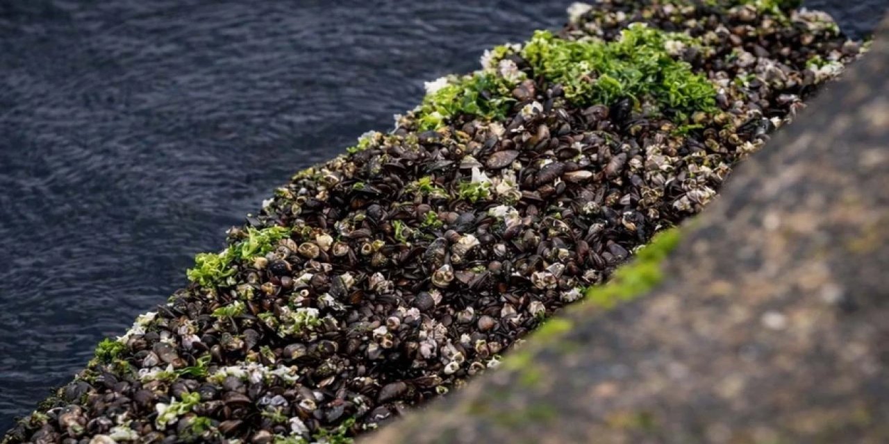 İzmir Körfezinde Virüslü Midye Şoku!