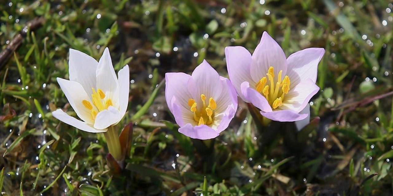 Muş Ovası'ndaki Bazı Araziler "Baharın Habercisi" Çiğdemlerle Renklendi