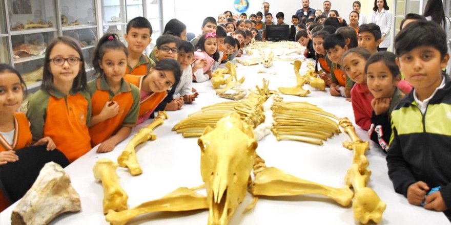 Anadolu Tarihini 7 Milyon Yıllık Fosillerin Ziyaret Ederek Öğreniyorlar