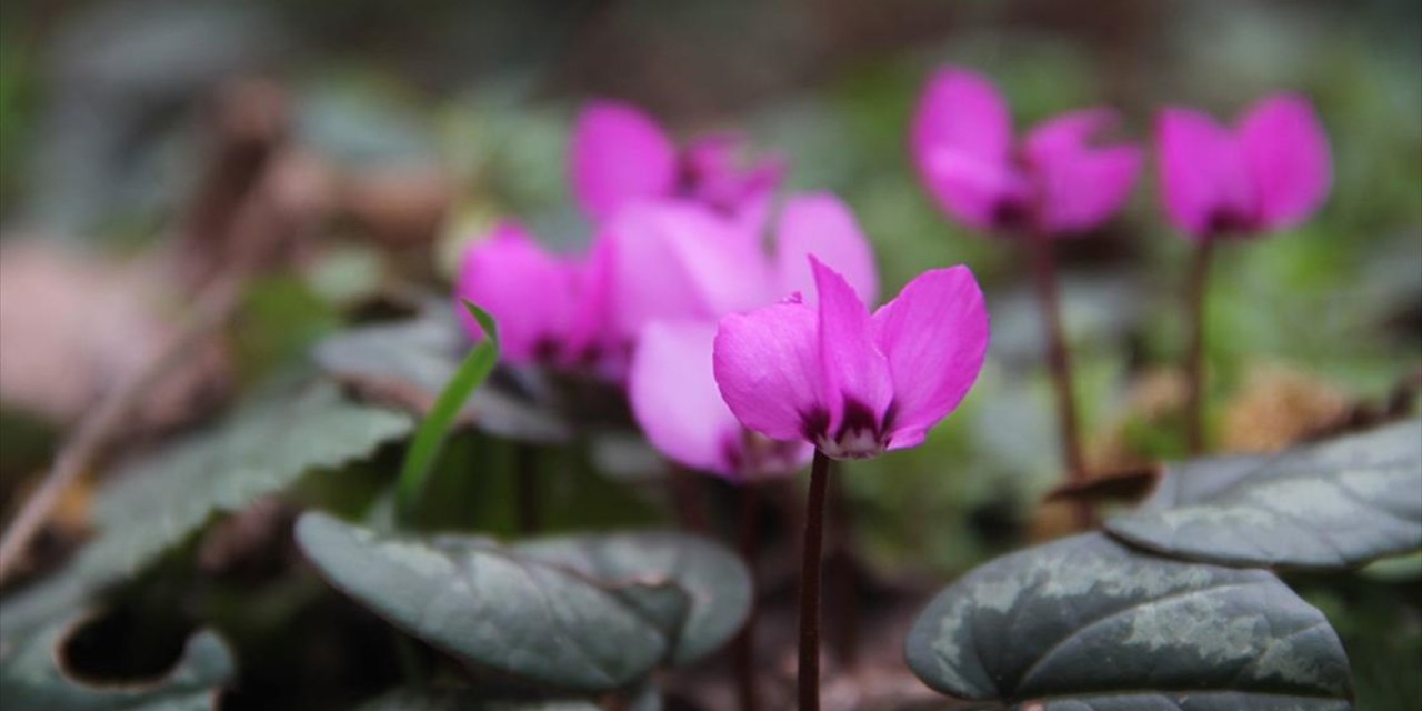 Çorum'da Yabani Sıklamenler Çiçek Açtı