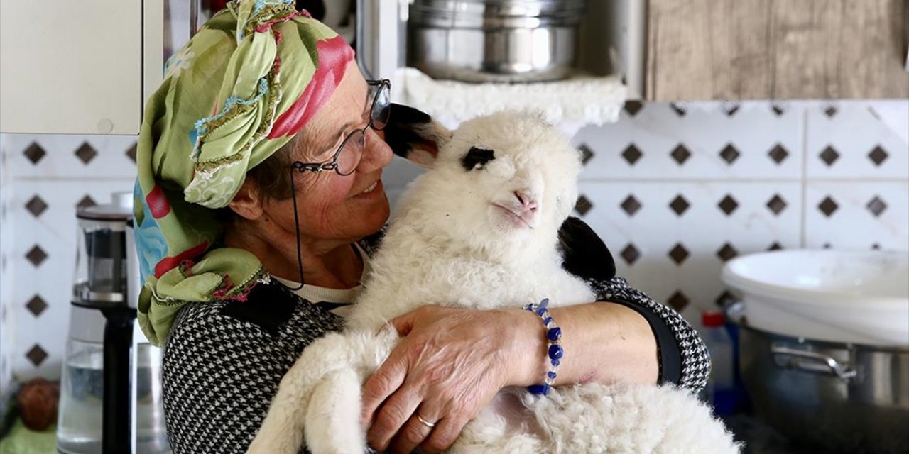 Kuzusunu Yanından Ayırmayan Kadın Görme Engelli Buzağıya Da Işık Oluyor