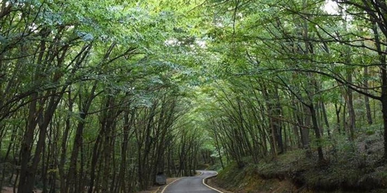 21 İlde Bazı Alanlar Orman Sınırları Dışına Çıkarıldı