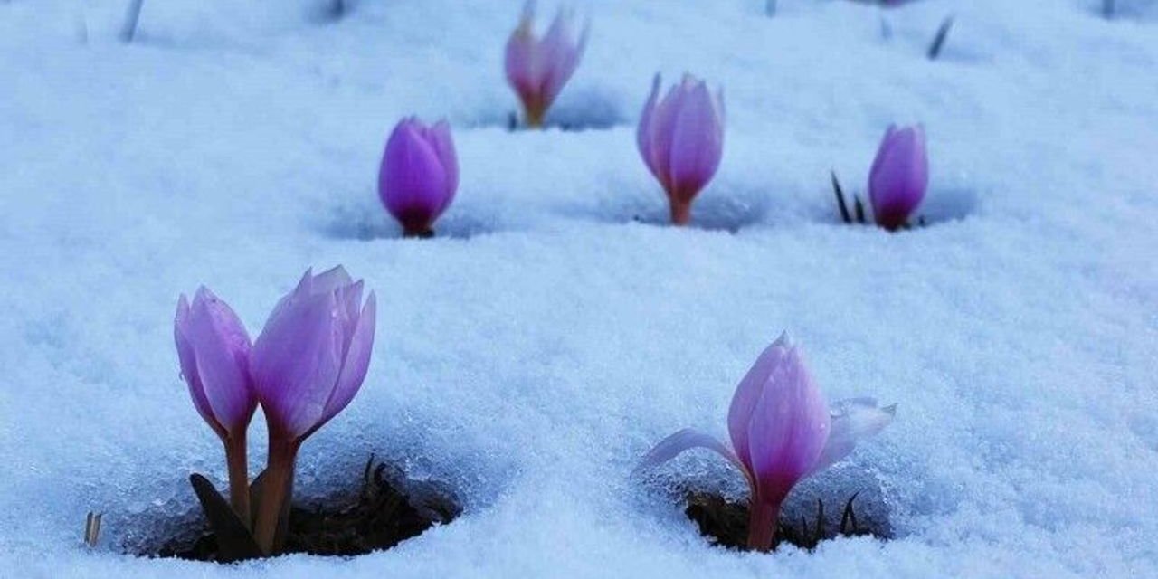 Muş Ovası'nda "Baharın Habercisi" Çiğdemler Kar Altında Kaldı