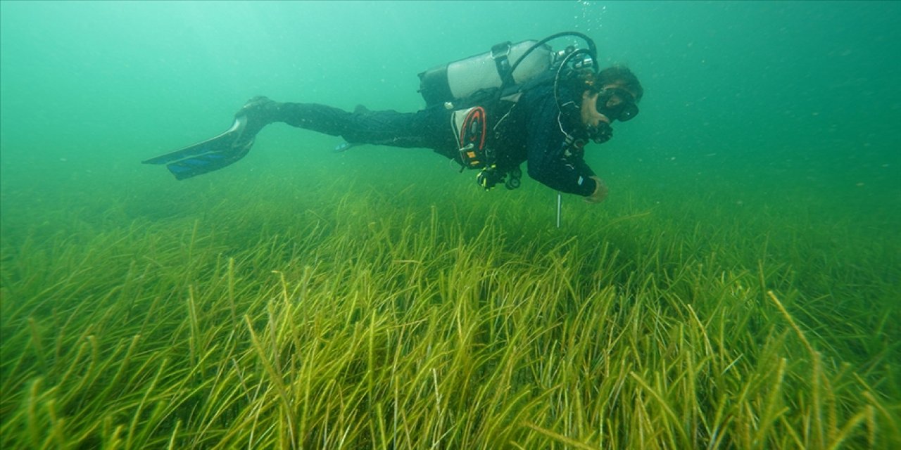 Deniz Çayırları İklim Değişikliğiyle Mücadelede Kritik Role Sahip