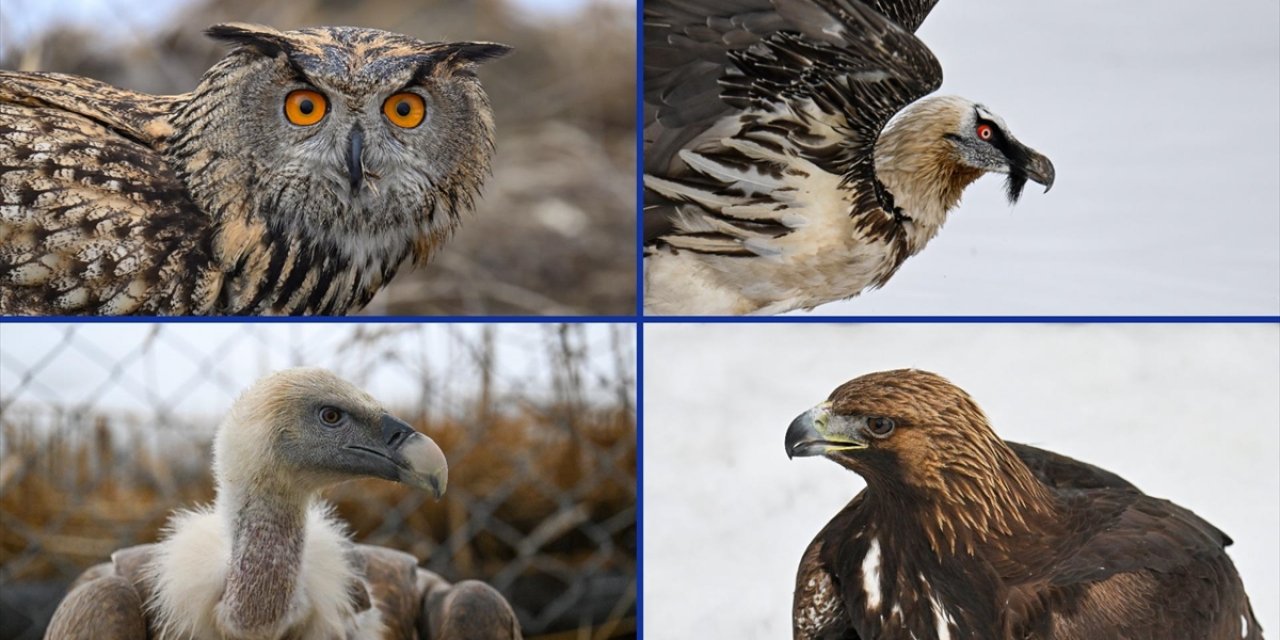"Yaralı Kanatlar" Van'daki Merkezde Yapılan Tedaviyle Hayata Tutunuyor