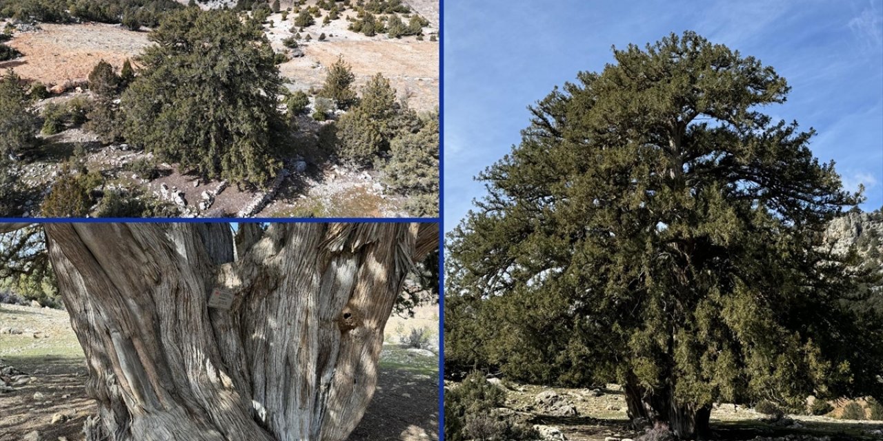 Karaman'da 1931 Yaşındaki Anıt Ağaç Asırlara Meydan Okuyor