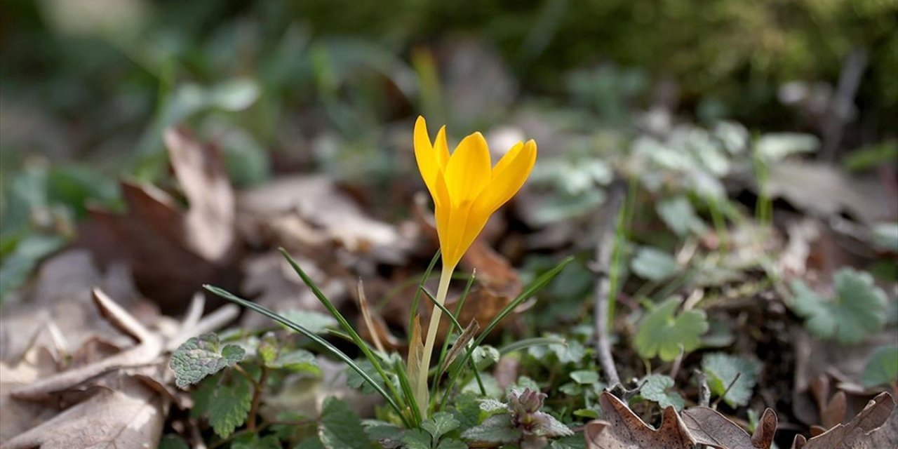 Kırklareli'nde Bahar Renkleri Istranca Ormanlarını Süsledi