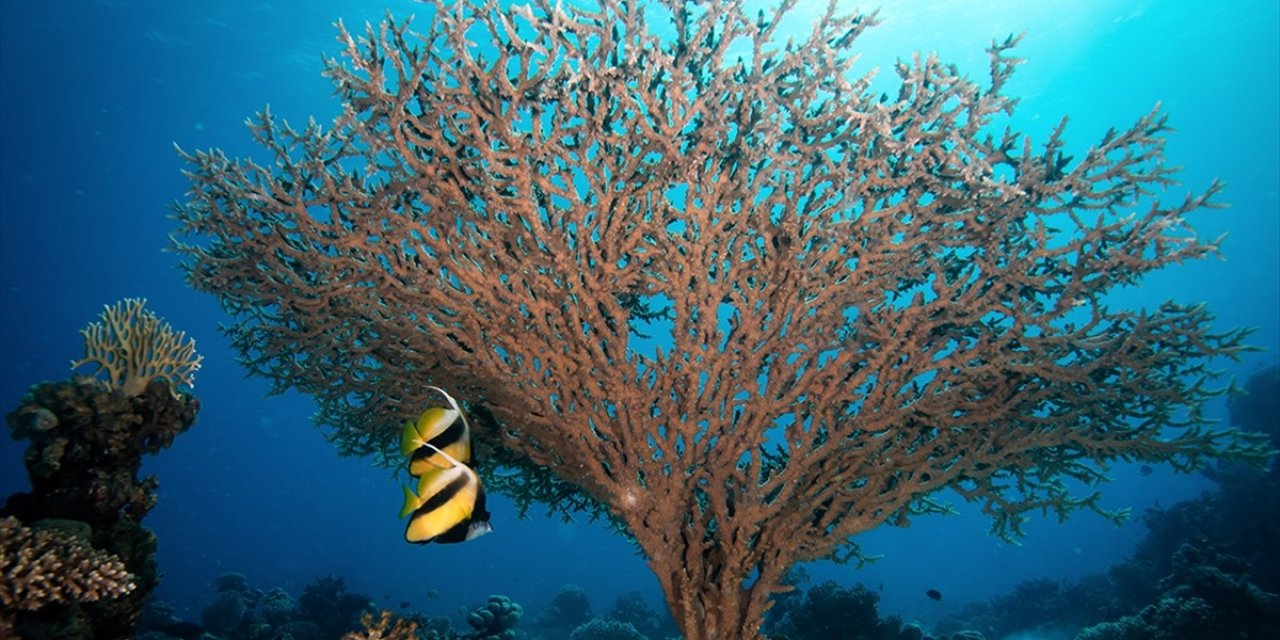 48 Binden Fazla Canlı Türü Nesli Tükenme Tehlikesiyle Karşı Karşıya