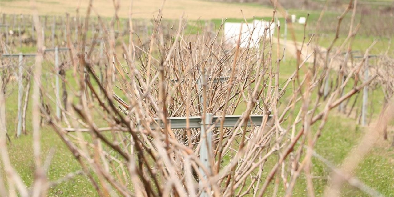 Tescillenen "Gün Işığı" Üzümünün Yaygınlaştırılması Hedefleniyor