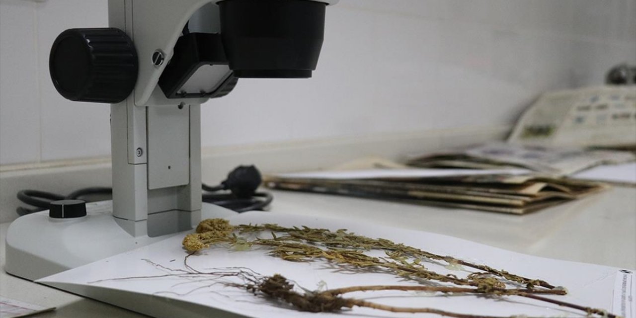 Sapanca Gölü Çevresindeki Etnobotanik Hafıza 112 Bitkiyle Kayıt Altına Alındı