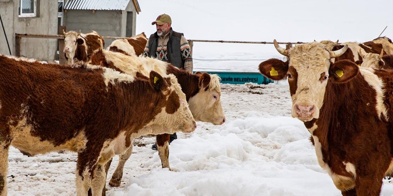 İstanbul'u Bırakıp Köyüne Dönen Mühendis Hayvancılıkta Örnek Oluyor