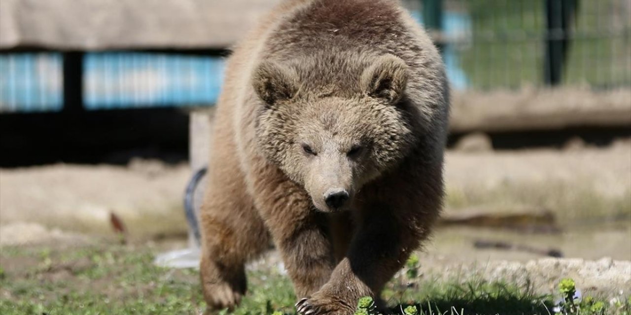 Doğada Yaralı Bulunan Yaban Hayvanları Gölya Tabiat Parkı'nda Sağlığına Kavuşuyor
