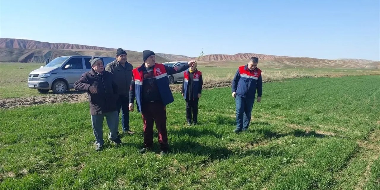 Çorum'da Hububat Ekili Arazide Kontrol Çalışmaları Sürüyor