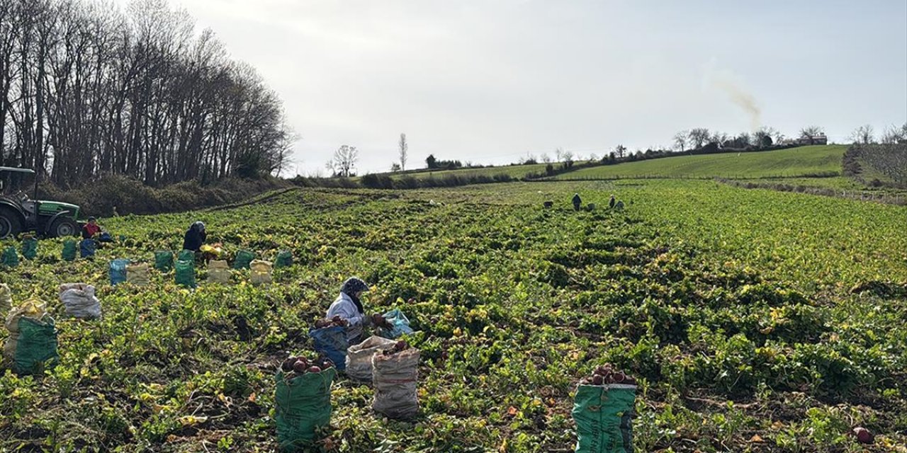 Samsun'un Alaçam İlçesinde "Bedeş Turpu"nun Hasadı Sürüyor