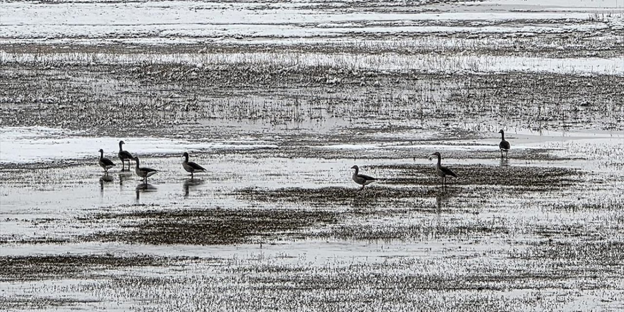 Hafik Gölü Kenarında Turna ve Yaban Kazlarının Karda Yiyecek Arayışı Görüntülendi