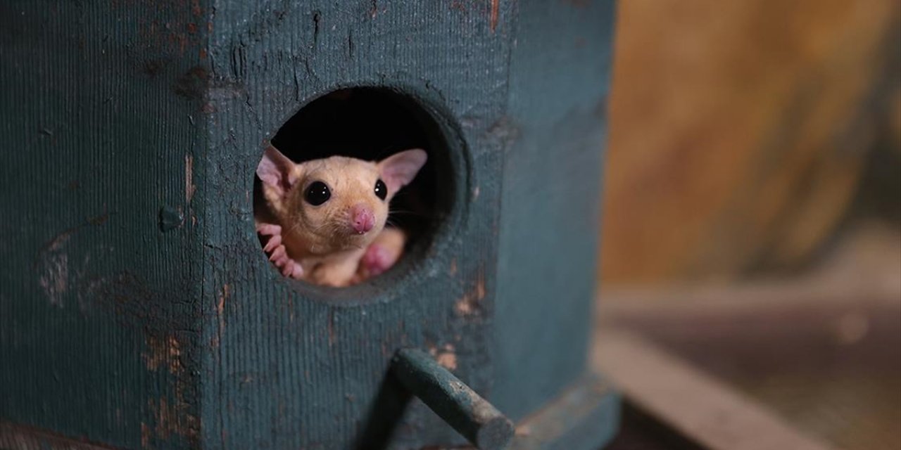 El Konulan 33 Şeker Planörüne Doğal Yaşam Parkında Özenle Bakılıyor