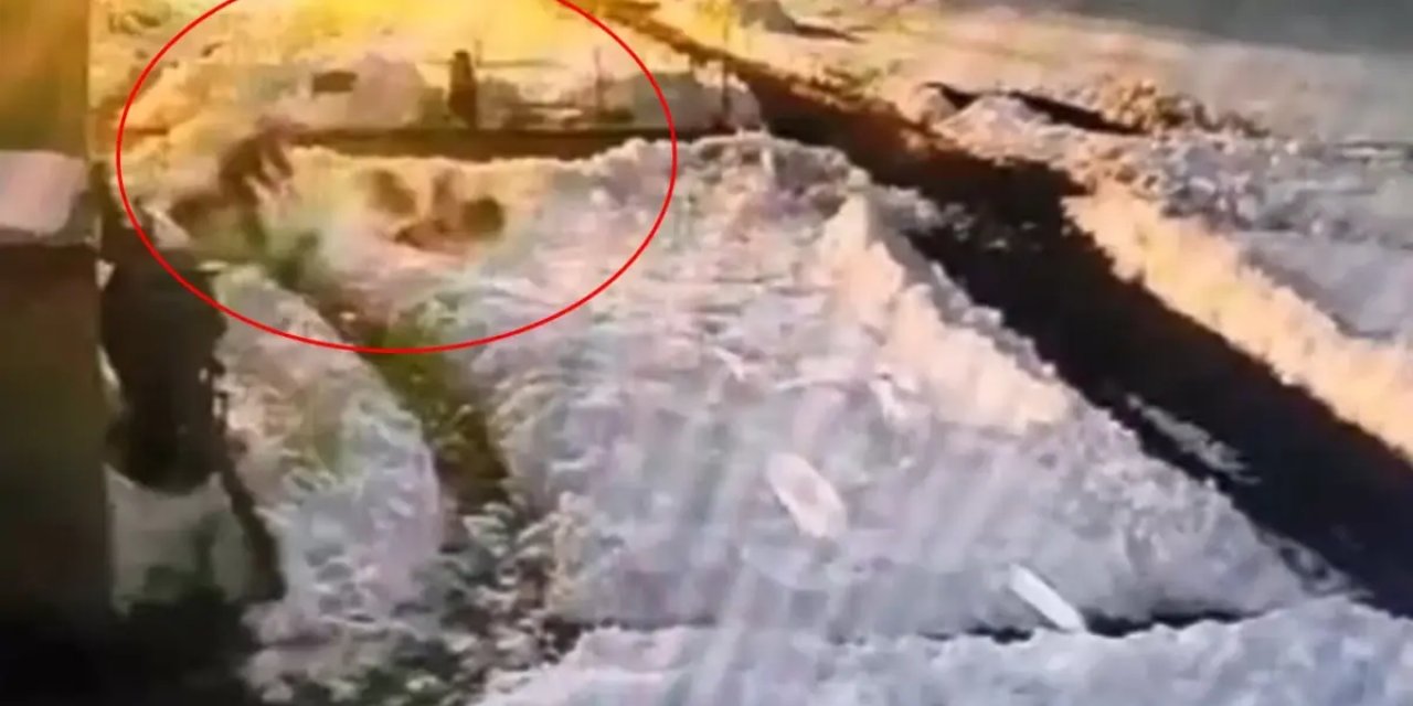 Hiç Düşünmeden Kurt Sürüsünün İçine Daldı.