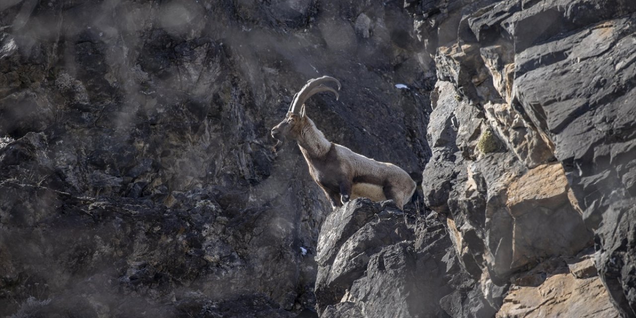 Yaban Keçileri Munzur Vadisi'nde Yiyecek Ararken Görüntülendi
