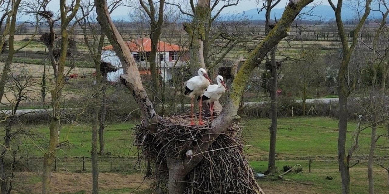 Samsun'da Kızılırmak Deltası'na Baharın Müjdecisi Leylekler Gelmeye Başladı
