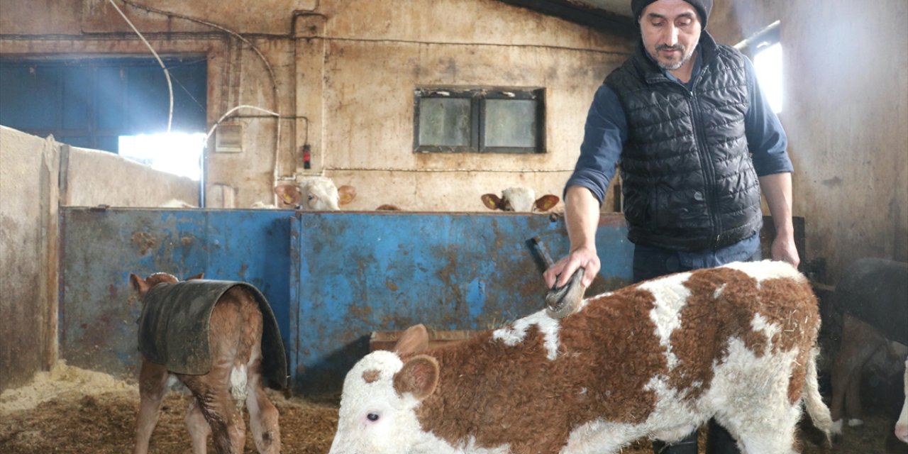 Ağrı'da Devlet Desteğiyle Ahır Yapan Çiftçi 140 Büyükbaş Hayvanın Bakımını Özenle Yapıyor