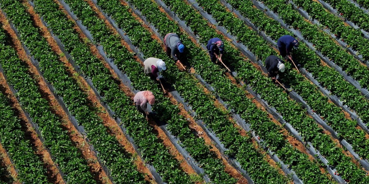 Çiftçilere 12,3 Milyar Liralık Tarımsal Destekleme Ödemesi Yarın Yapılacak