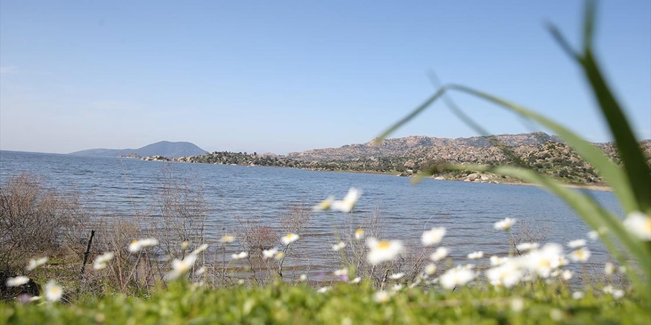 Son Yağışlarla Su Seviyesi Yükselen Bafa Gölü'nde Balık Çoğaldı