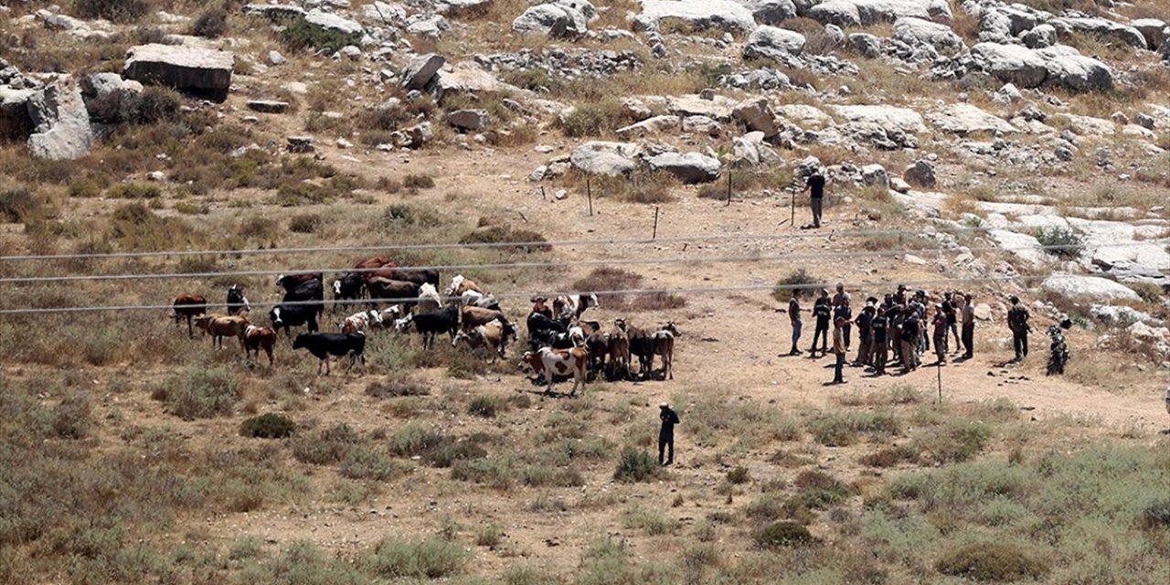 Filistin Topraklarını Gasbeden İsrailliler, Bir Filistinlinin 150 Büyükbaş Hayvanını Çaldı