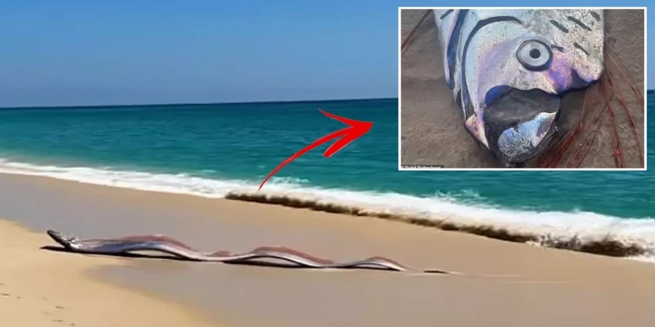 İki "Kıyamet Balığı" Sahile Vurdu