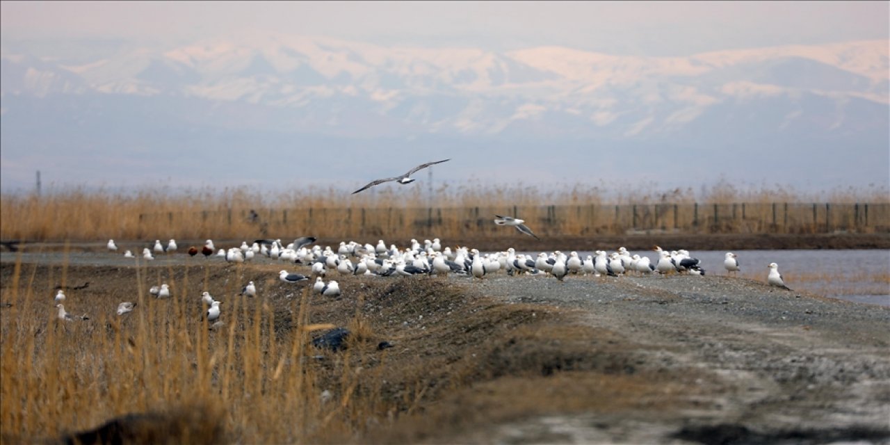 Havaların Isındığı Ağrı Dağı Eteklerine Göçmen Kuşlar Gelmeye Başladı