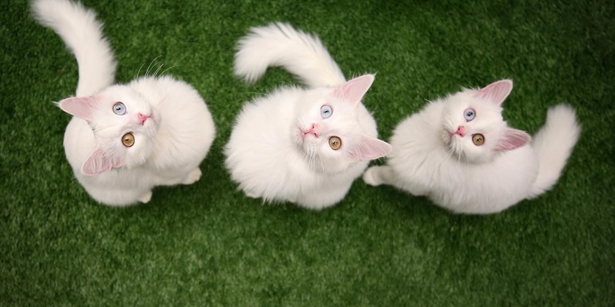 Van Kedileri Podyumda Boy Gösterecek