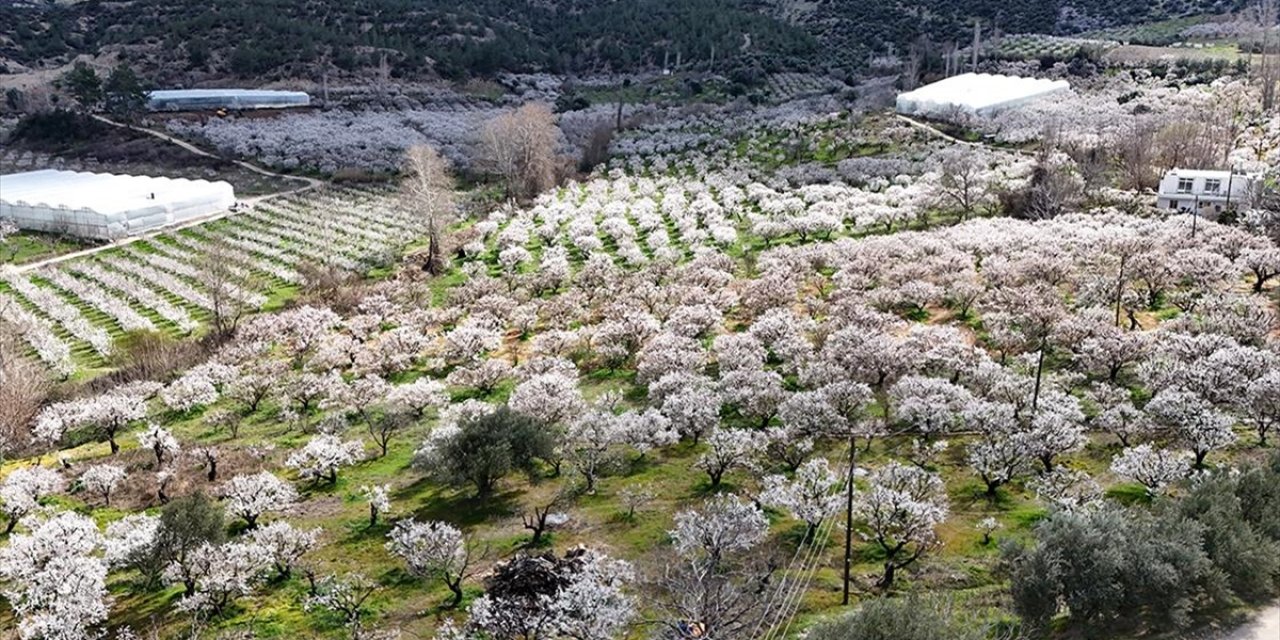 Mersin'de Çiçek Açan Erik Ağaçları Havadan Görüntülendi