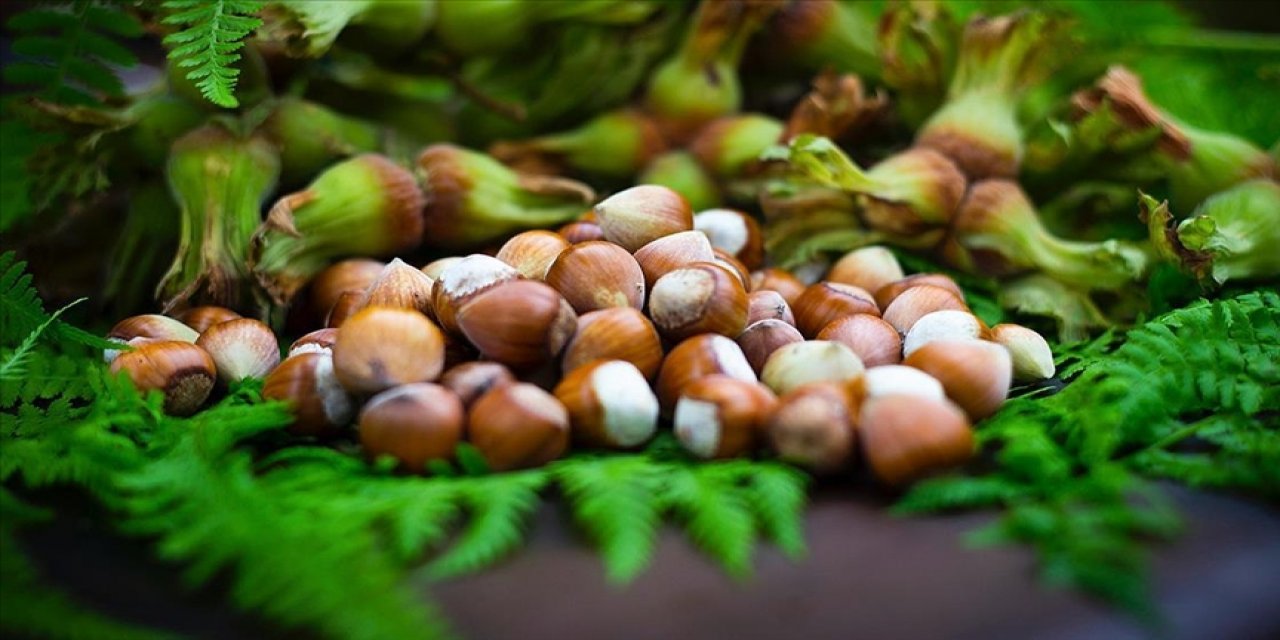 Türkiye, Fındık İhracatından İki Ayda 388 Milyon Doları Aşkın Gelir Sağladı