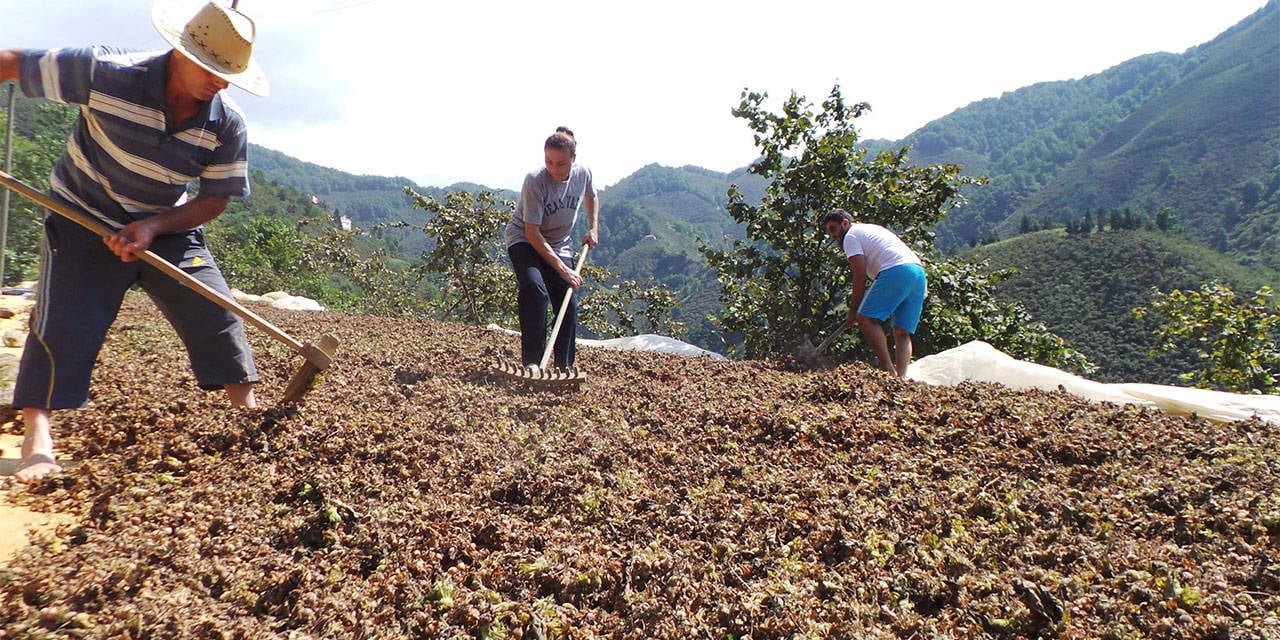 Fındıkta Gelir Azaldı