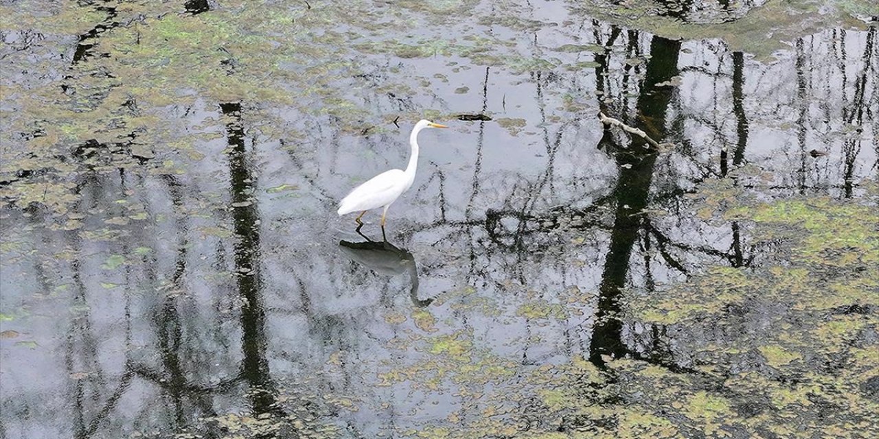 Karacabey Longozu Etkili Olan Yağışlarla Doldu